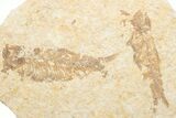 Fossil Fish (Knightia) Mortality Plate - Wyoming #375390-1